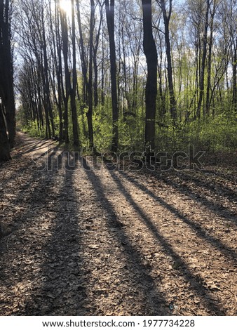 shade from trees in the spring forest