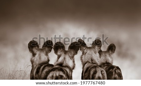 Ears of a pack of African Wild Dogs, friendship, together Royalty-Free Stock Photo #1977767480