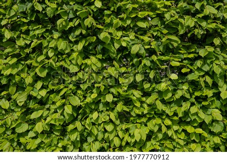Background or Texture of the Lush Green Spring Leaves on a Beech Hedge (Fagus sylvatica) Growing in a Garden in Rural Devon, England, UK Royalty-Free Stock Photo #1977770912