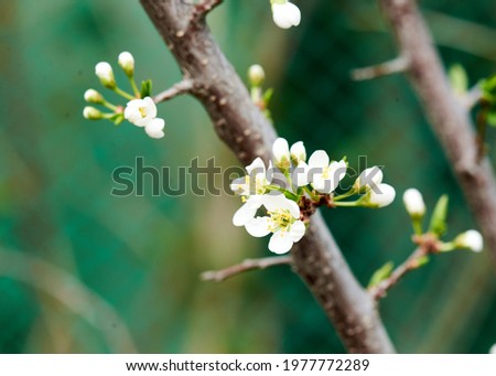 the beginning of flowering of the apple tree