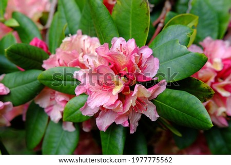A close-up on rhododendron in flowers at the "Parc Floral". Paris, France, the 28th april 2021.
