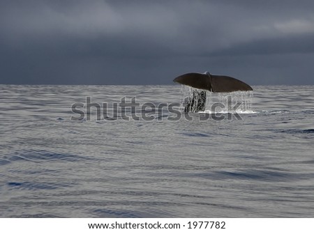 Whale tale, picture taken on a whale safari