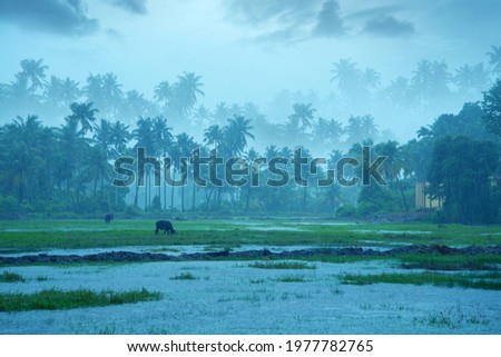 Monsoon rainfall hits Kerala, Beutiful nature photography, Rainfall, Monsoon season Royalty-Free Stock Photo #1977782765