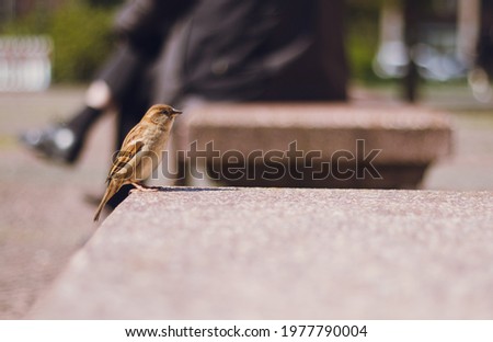 This picture was taken in Berlin and shows a sparrow on a bench.