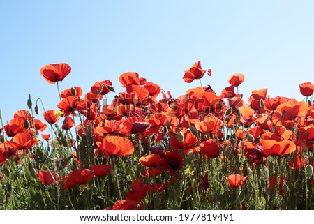 Set of red poppies, in the green barley fields