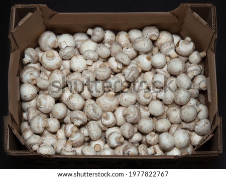 A full box of champignons is in stock. Porcini mushrooms are accepted at the store before being sent for sale.