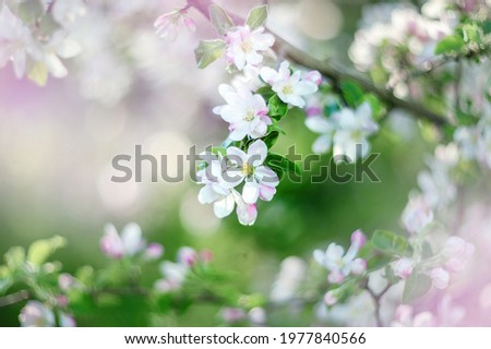 Abstract floral background of romantic pink apple blossoms over pastel flowers with a soft style for spring or summer time.