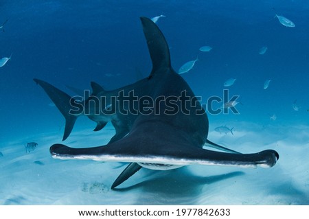 Portrait Face Photo of Great Hammerhead Shark Underwater in Bimini, Bahamas Royalty-Free Stock Photo #1977842633