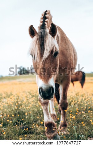 Wild brown horse close up in an outdoor summer field, 