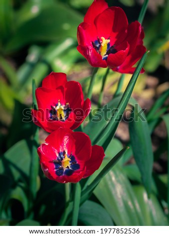 Blooming red tulips in spring flowerbed low key background. Field of bright pink beautiful blooming flowers closeup in sunlight. Natural floral blossom wallpaper banner dark and moody minimal style.