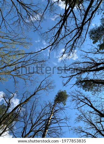 Dry trees against the sky, bottom view. Tall oaks and pines in the spring forest. Background texture: old tree tops.