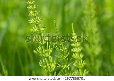 Equisetum arvense,  field horsetail with dew drops closeup selective focus Royalty-Free Stock Photo #1977858701