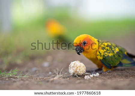 Beautiful colorful Sun Conure parrots eating on a floor