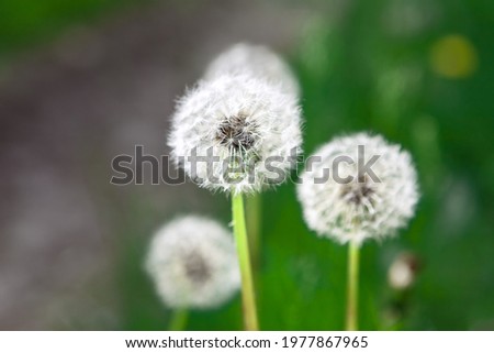 Dandelions in selective focus . Macro Blowballs image