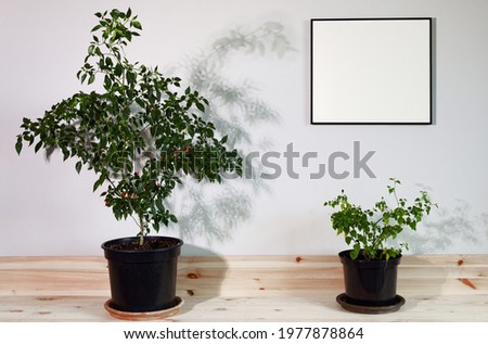 Mockup black frame interior above wooden shelf with chili plants.