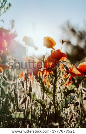 beautiful photo of poppies against the sky. Sunset and sunbeams. Vertical photo, screensaver on your phone