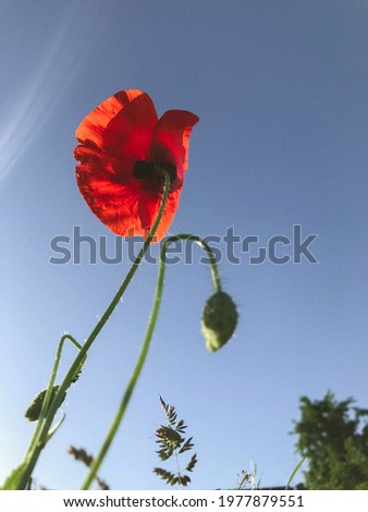 beautiful photo of poppies against the sky. Sunset and sunbeams. Vertical photo, screensaver on your phone
