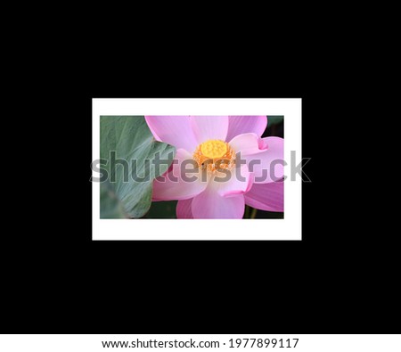 pink color  lotus  in garden