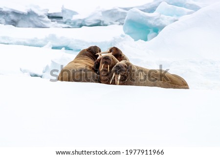 Adult walruses on the fast ice around Svalbard, a Norwegian archipelago between mainland Norway and the North Pole. Space for text