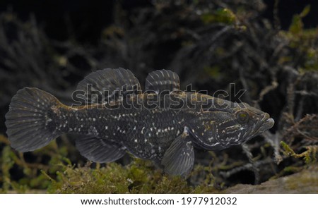 Invasive fish species Chinese sleeper (Perccottus glenii)