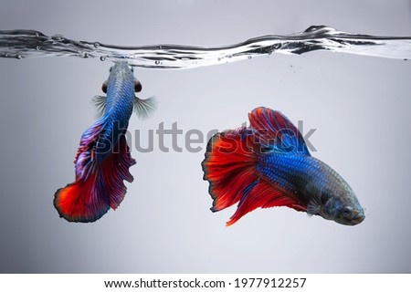 Two Blue and red Betta fish fancy Siamese fighting fish in fish tank