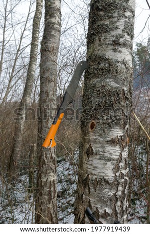 picture with a birch tree trunk and a tourist ax pierced in a tree, winter