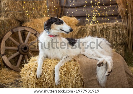 Portrait of a black and white Russian greyhound lying on bales of straw on a wooden background with garlands and a cart wheel