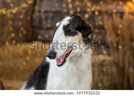 Portrait of a black and white Russian greyhound sitting on bales of straw on a wooden background with garlands and a cart wheel