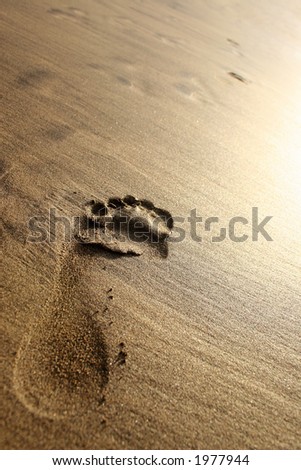 Footprint in the sand in golden evening sunset. Wide angle.