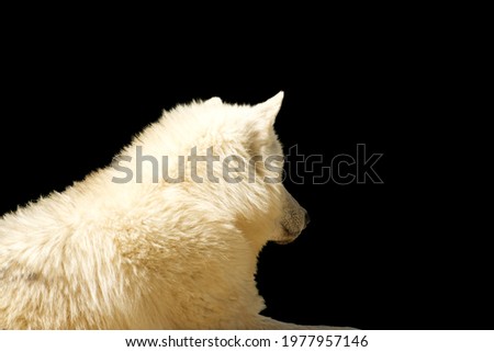 Behind view of white wolf on a black background - Canis lupus