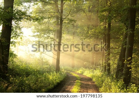 Dirt road through the spring deciduous forest on a foggy morning. Royalty-Free Stock Photo #197798135