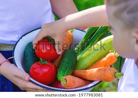 Children in the garden with vegetables in their hands. Selective focus. nature.