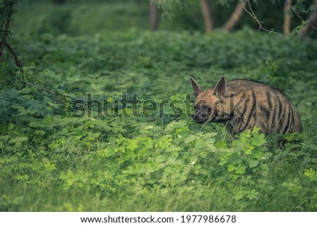 Striped Hyena, Hyaena hyaena, Jhalana, Rajasthan, India