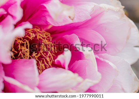 Pink peony flowers (Paeonia suffruticosa) summer blossom