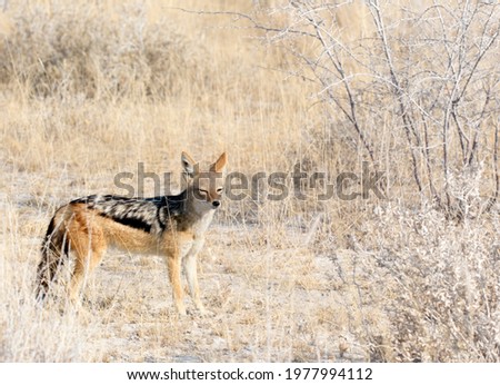 A picture of a jackal in Namibia