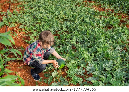 boy playing in the watermelon field
