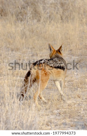 A picture of a jackal in Namibia