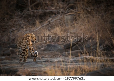 Indian leopard, Panthera pardus fusca, Panna Tiger Reserve, Madhya Pradesh, India
