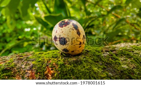 A bird's egg on a log, an eye-catching sight