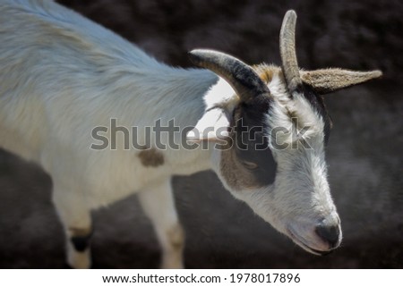 A portrait of a beautiful horny Saanen Goat at the zoo