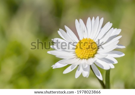 Closeup view of one daisy flower. Horizontally. 