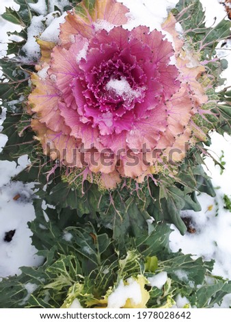 Ornamental cabbage in the snow. Decorative pink cabbage on a winter day, top view