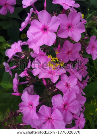 Small flowers of bright purple color blooming in the garden, close-up, top view. Phlox purple with green leaves