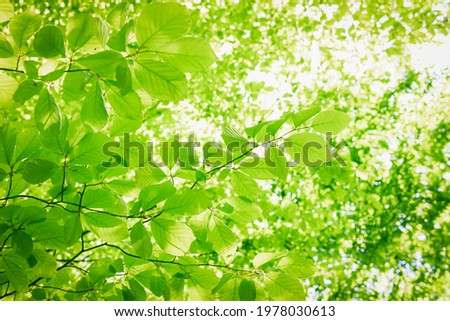 Full frame background of fresh green leaves in a crown of a beech tree with deep sun backlight. High resolution image ideal for interior decoration in  Healing by Nature Fine Art Design Style. Royalty-Free Stock Photo #1978030613