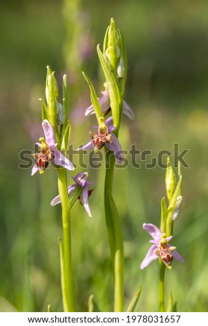 Wild orchid; scientific name; Ophrys minutula 