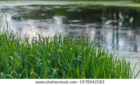 reeds on the bank of the swamp in the evening light, panoramic landscape. Web banner. Summer season, August.