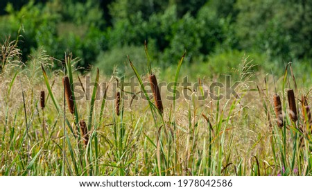 reeds on the bank of the swamp against the background of deciduous forest, panoramic landscape. Web banner. Summer season, August.