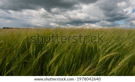 Wheat field and storm clouds before rain, panoramic landscape of agricultural field. Summer season, August. Web banner. Ukraine. Europe.