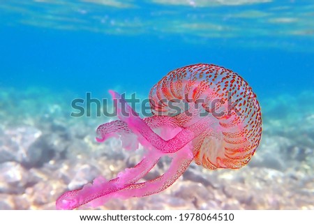 Mauve stinger purple jellyfish - Pelagia noctiluca Royalty-Free Stock Photo #1978064510