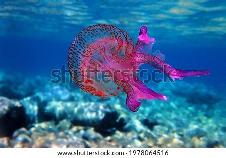 Mauve stinger purple jellyfish - Pelagia noctiluca Royalty-Free Stock Photo #1978064516